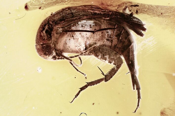 Detailed Fossil Tumbling Flower Beetle (Mordellidae) in Baltic Amber #321756